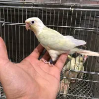 گرینچیک مونچیک|پرنده|مشهد, فاطمیه|دیوار
