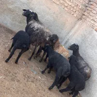 میش بره دار بز