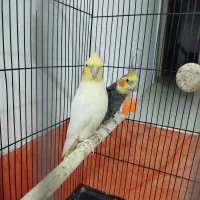 عروس هلندی