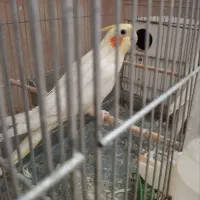 طوطی عروس هلندی ماده 2عدد