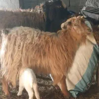 بز ننه بالا دو دندان جوان|حیوانات مزرعه|اردبیل, |دیوار