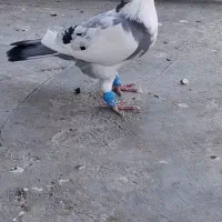کبوتر