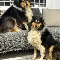 واگذاری راف کالی