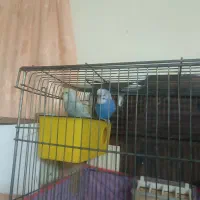 یه جفت مرغ عشق اسپانگل قیمت 550 تخفیفم داره