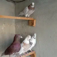 کبوتر پرشی|پرنده|فردیس, نسترن شرقی|دیوار