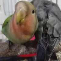 طوطی برزیلی رام|پرنده|سقز, |دیوار