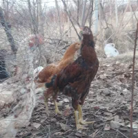 خروس|حیوانات مزرعه|مشگین شهر, |دیوار