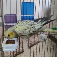 جوجه عروس هلندی گلباقالی نر ۳ماهه