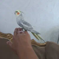 دو عدد عروس هلندی نر|پرنده|شاهین‌شهر, عطار|دیوار