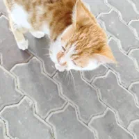 گربه گمشده / پیدا شده|گربه|کیش, |دیوار