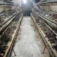 فروش تخم نطفه دار  و جوجه بلدرچین