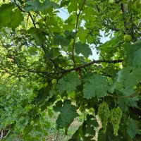 نگهبان ، کارگر