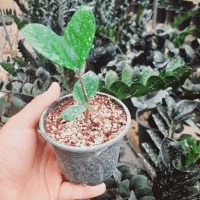 فروش ویژه زامیفولیا سبز و بلک