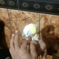 عروس هلندی|پرنده|دهدشت, |دیوار