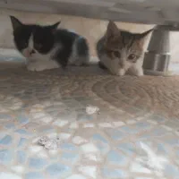 بچه گربه