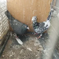 کبوترسار|پرنده|شاندیز, |دیوار