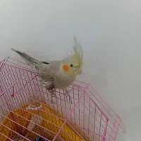 پرنده|پرنده|تهران, خزانه|دیوار