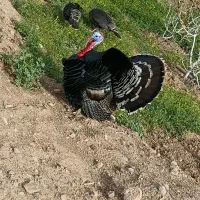 فروش بوقلمون نر و ماده