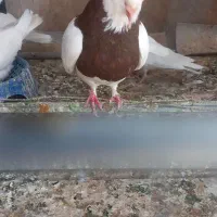 کبوتر