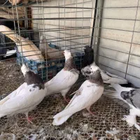 کبوتر|پرنده|خمینی‌شهر, |دیوار