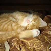 واگذاری چندتا توله گربه