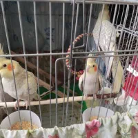 عروس هلندی|پرنده|کرج, شهرک جهان‌نما|دیوار