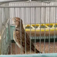 پرند|پرنده|کرج, اصفهانی‌ها|دیوار