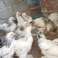 مرغ امپراطور|حیوانات مزرعه|سیستان, |دیوار