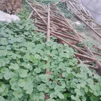 خرپا|مصالح و تجهیزات ساختمان|جیرفت, |دیوار