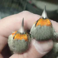 سهره کرمانی نر
