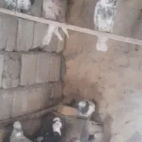 کفتر‌فروشی|پرنده|فریدونشهر, |دیوار