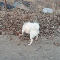 یک عدد پاکوتاه نر دوساله نژاد فیندو سرابی دم فر|سگ|اهر, |دیوار