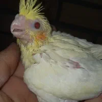 جوجه سرلاکی عروس هلندی