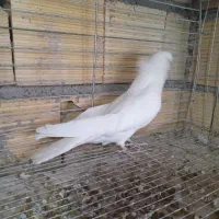 پرنده|پرنده|بروجن, |دیوار