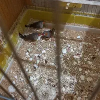 ۳تا فنج سالم دوتا شون جفتن یکیشون نر