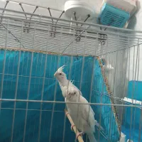 عروس آلبینو