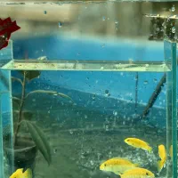 ماهی سیچلاید آفریقایی|ماهی|تهران, جوادیه تهرانپارس|دیوار