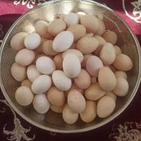 خاکوردی.. تخم مرغ محلی