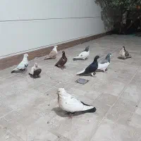 کفتر|پرنده|کازرون, |دیوار