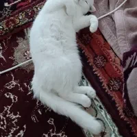 گربه پرشین