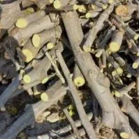 خریدار انواع چوب هیزمی|خدمات باغبانی و درختکاری|کاشان, دشت لتحر|دیوار