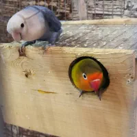 کوتوله برزیلی جفت ۱ساله آماده تخم گذاری زیر قیمت