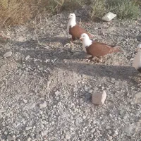 کلاغ سرخ