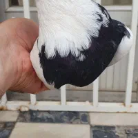 کبوتر سو قدیم