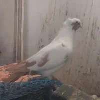 سرخ کرمونی ..پرستویی زرد|پرنده|خور (اصفهان), |دیوار