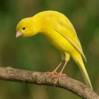 قناری نروماده رنگ روشن...