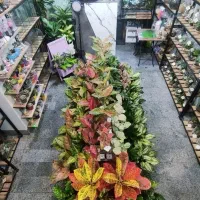 همکار خانم نیمه وقت