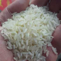 برنج محلی درجه یک