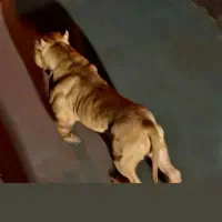 نر پتبول بره کشش هر کس خواست در خدمتم