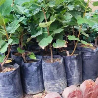 نهال انجیر گلدانی سفید خشکباری استهبانی در شیراز|خدمات باغبانی و درختکاری|شیراز, رکنآباد|دیوار